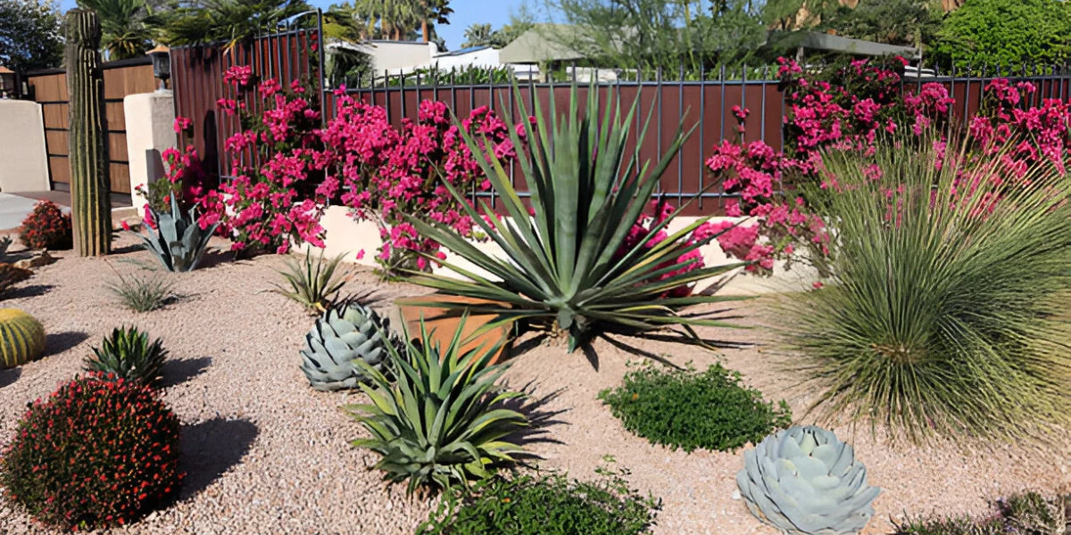 Xeriscape Landscaping